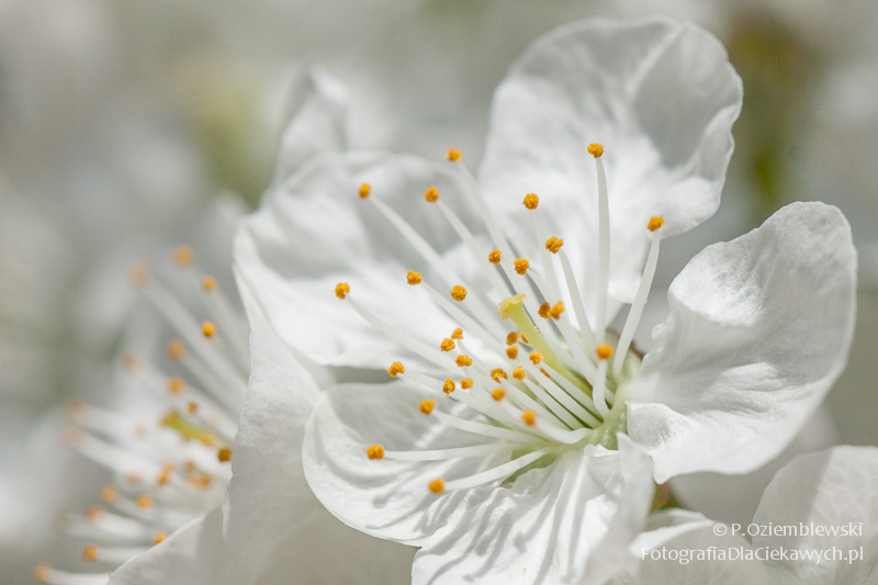 Magia głębi ostrości i ozdobnego rozpraszania tła (ebook) - obrazek 20