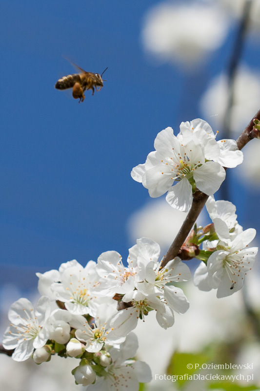 Magia głębi ostrości i ozdobnego rozpraszania tła (ebook) - obrazek 21