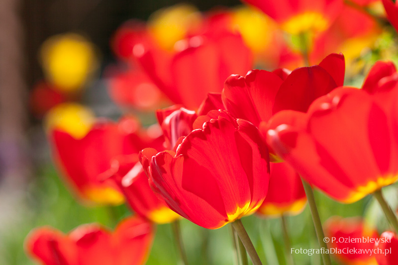 Magia głębi ostrości i ozdobnego rozpraszania tła (ebook) - obrazek 22