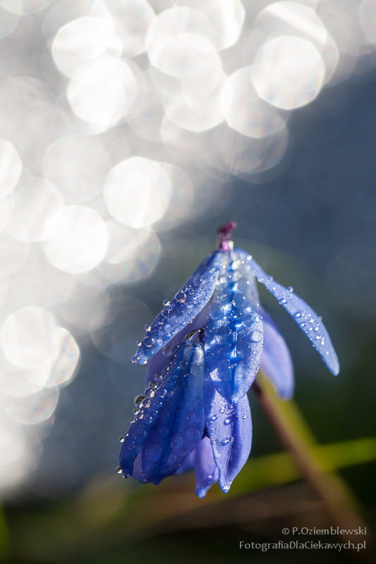 Magia głębi ostrości i ozdobnego rozpraszania tła (ebook) - obrazek 23