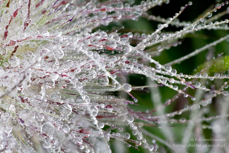 Magia głębi ostrości i ozdobnego rozpraszania tła (ebook) - obrazek 8