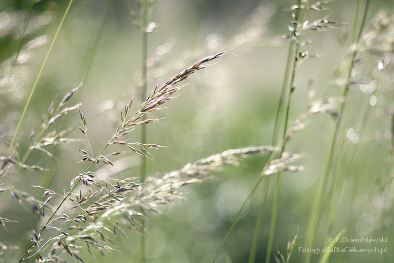 Magia głębi ostrości i ozdobnego rozpraszania tła (ebook) - obrazek 9