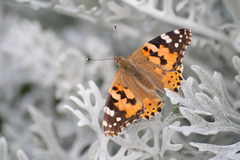 Magia głębi ostrości i ozdobnego rozpraszania tła (ebook) - obrazek 10