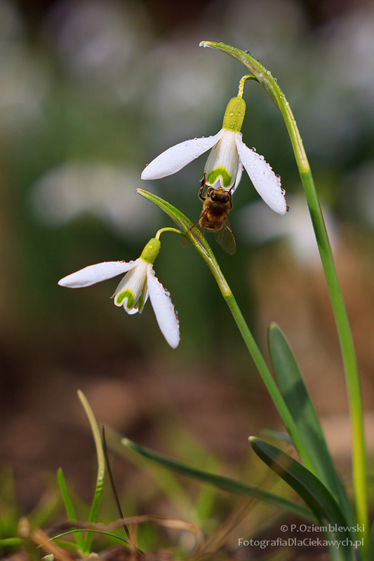 Magia głębi ostrości i ozdobnego rozpraszania tła (ebook) - obrazek 14