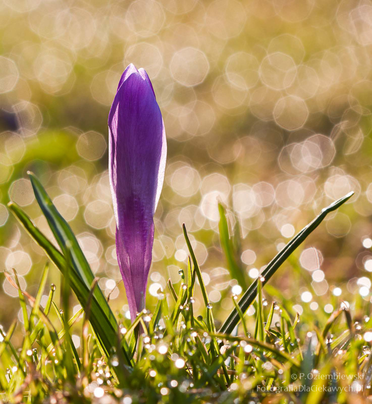 Magia głębi ostrości i ozdobnego rozpraszania tła (ebook) - obrazek 15