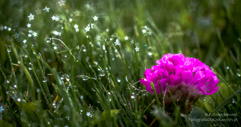 Magia głębi ostrości i ozdobnego rozpraszania tła (ebook) - obrazek 26