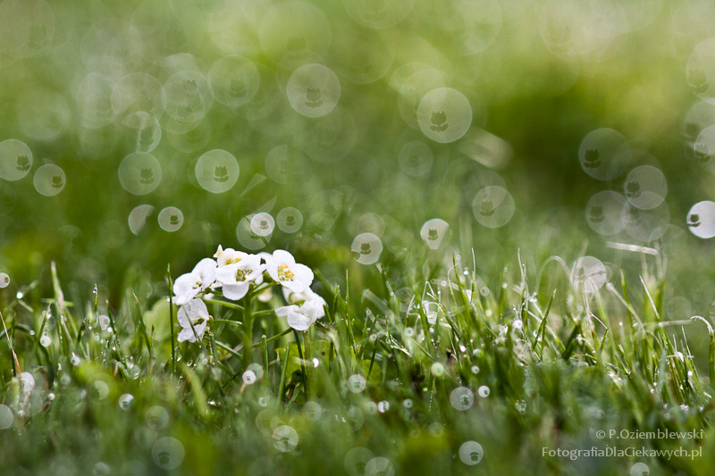 Magia głębi ostrości i ozdobnego rozpraszania tła (ebook) - obrazek 27