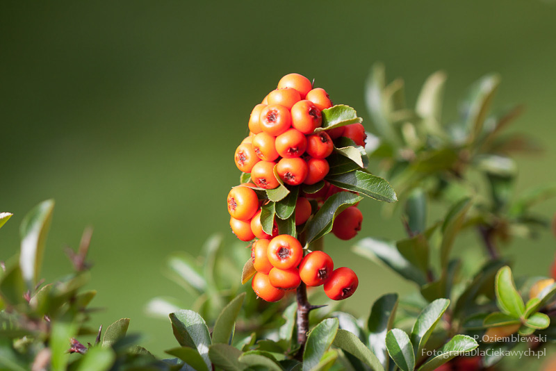 Magia głębi ostrości i ozdobnego rozpraszania tła (ebook) - obrazek 16