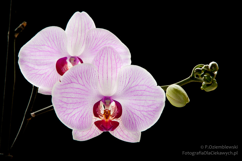 33 eksperymenty fotograficzne (ebook) - obrazek 14